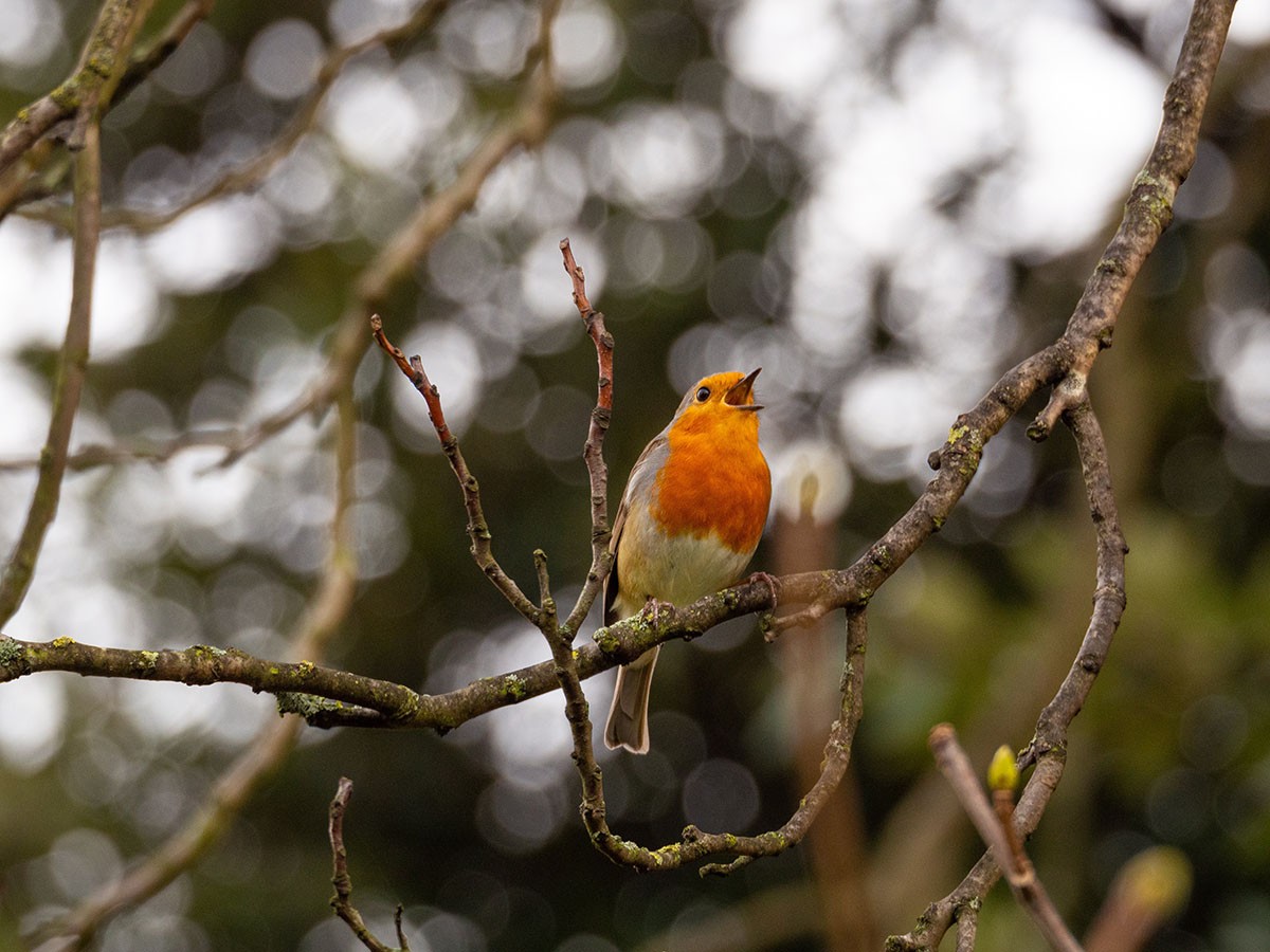 O melhor momento para ouvir o canto dos pássaros é durante as manhãs primaveris (Foto: Unsplash/ Tom Bradley/ CreativeCommons)