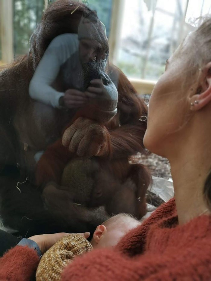 Mãe e Orangotango estavam separados por um vidro (Foto: Reprodução: Facebook)