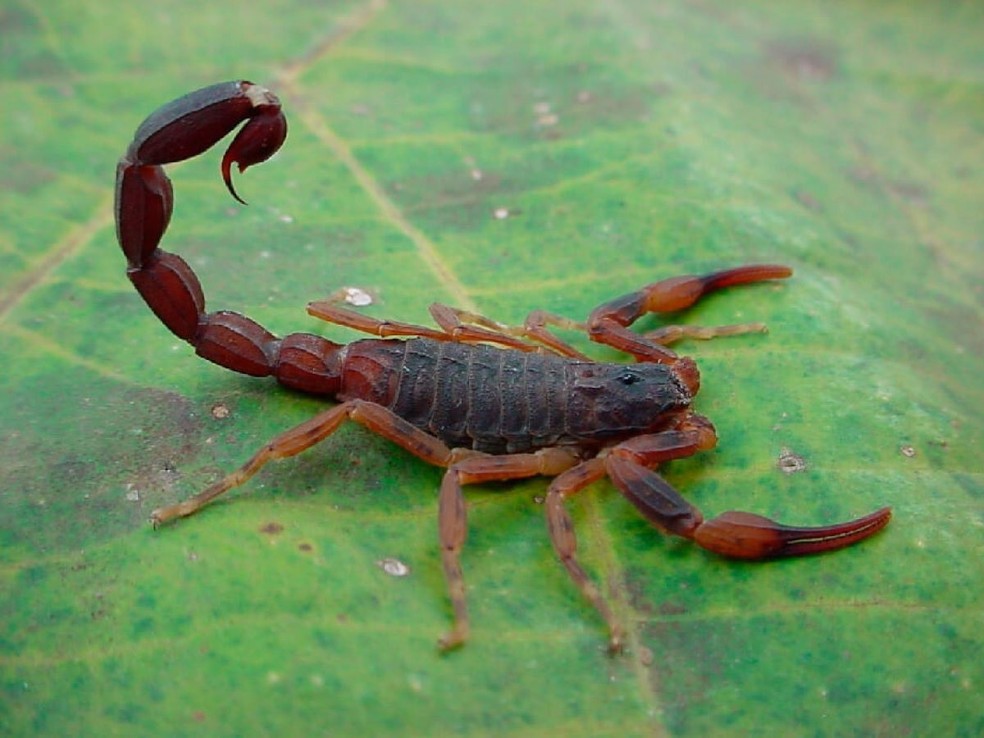 Escorpião marrom — Foto: Butantan
