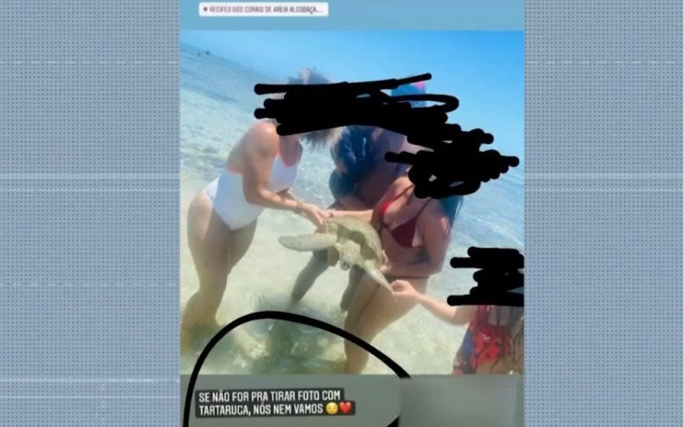 Turistas capturam tartarugas marinhas para fazer 'selfies' em área de proteção na BA — Foto: Reprodução/TV Bahia