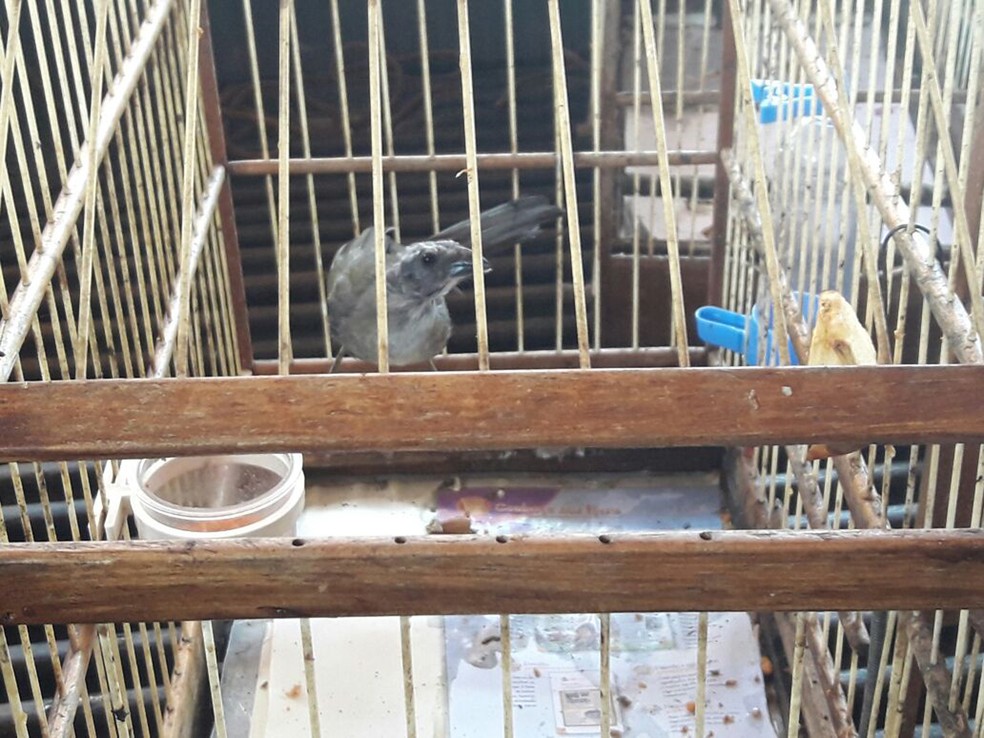 Aves foram soltas em seu habitat (Foto: Betto Lopes/TV Fronteira)