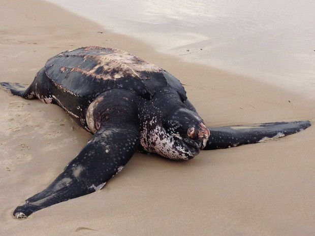 Tartaruga é encontrada morta na Praia do Leblon (Foto: Paula Levy / TV Globo)