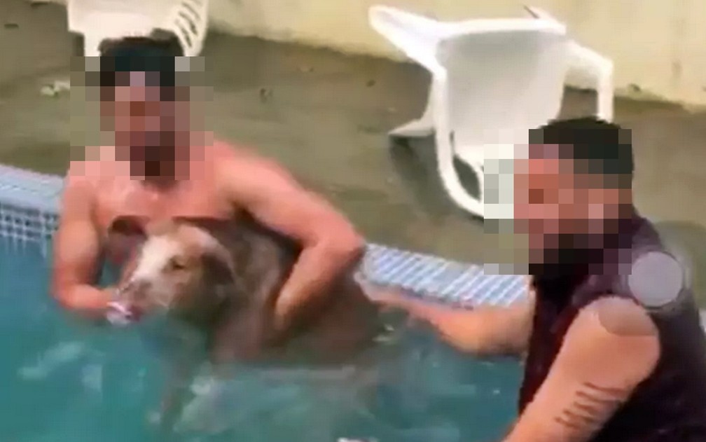Polícia investiga maus-tratos em vídeo de festa com porco na piscina em MG — Foto: Reprodução / Redes Sociais