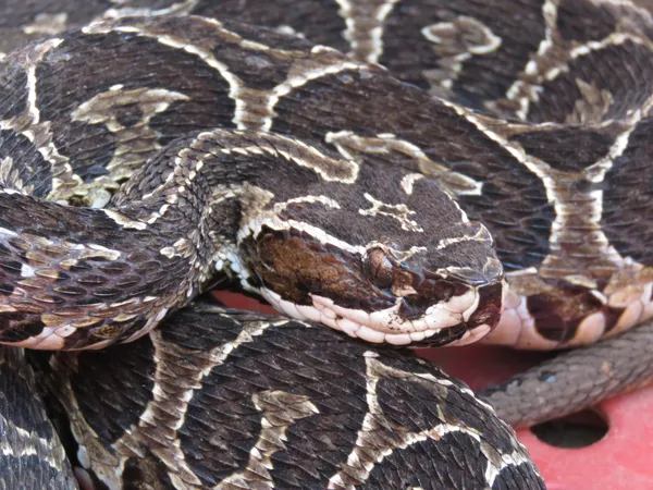 Featured image of post The Best 21 Urutu Cobra Dourada