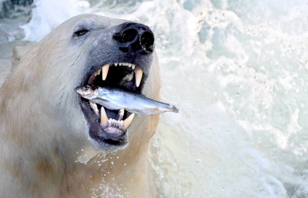 O fotógrafo Julian Stratenschulte flagrou em fevereiro deste ano o exato momento em que um urso polar devorava um peixe no jardim zoológico de Hanover, na Alemanha. (Foto: Julian Stratenschulte/AFP)