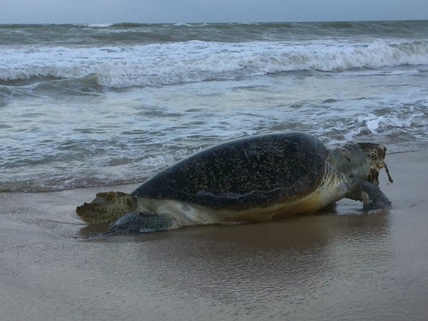 Tartaruga-verde foi encontrada morta na Praia do Bessa (Foto: Walter Paparazzo/G1)