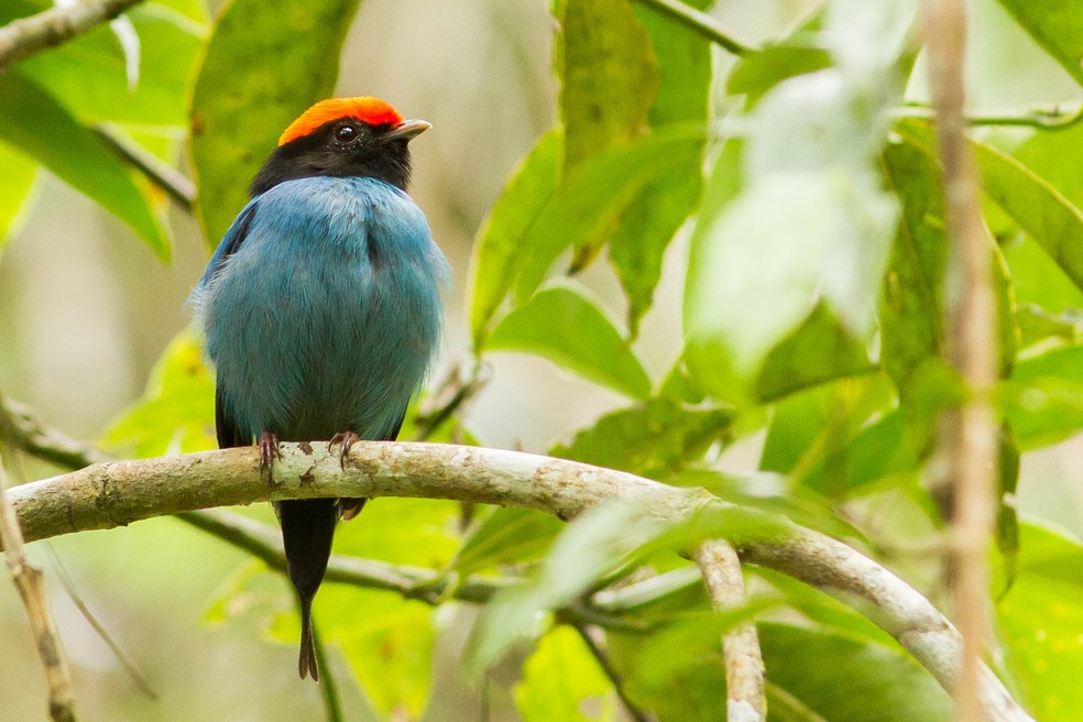 Tangará é uma das espécies que pode ser encontrada na Fazenda — Foto: Divulgação