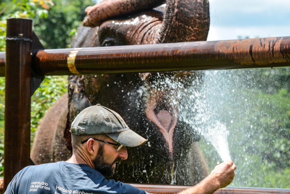 Atualmente, o santuário abriga quatro elefantas asiáticas — Foto: Sema/Divulgação