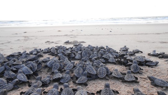 Saiba como acompanhar soltura de filhotes de tartarugas marinhas