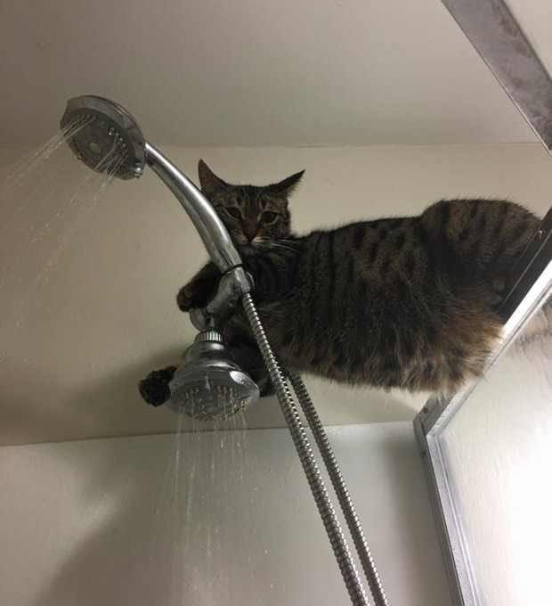 Gato com 'medo de banho' se refugiou em cima de chuveiro e virou hit na web (Foto: Reprodução/Imgur/AredLion)