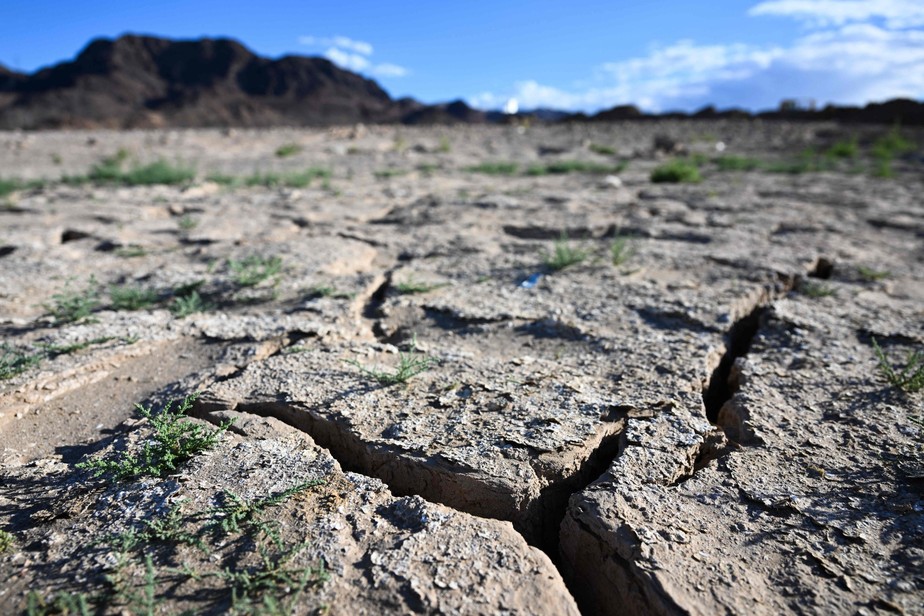 Plantas crescem a partir de um leito de lago exposto rachando e secando durante os baixos níveis de água devido à seca ocidental no Lago Mead, ao longo do rio Colorado, em Boulder City, Nevada
