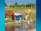 Prefeitura no TO diz que pode leiloar animais encontrados soltos nas ruas