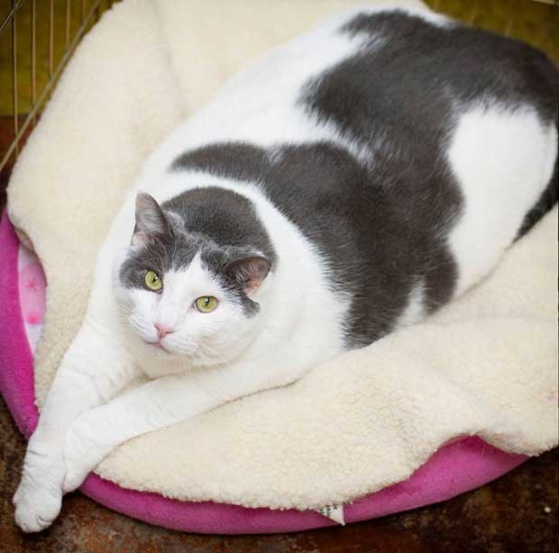 Gato obeso foi deixado em um centro de adoção de um pet shop em Nashville (Foto: Reprodução/ Facebook Cat Shoppe/Dog Store)