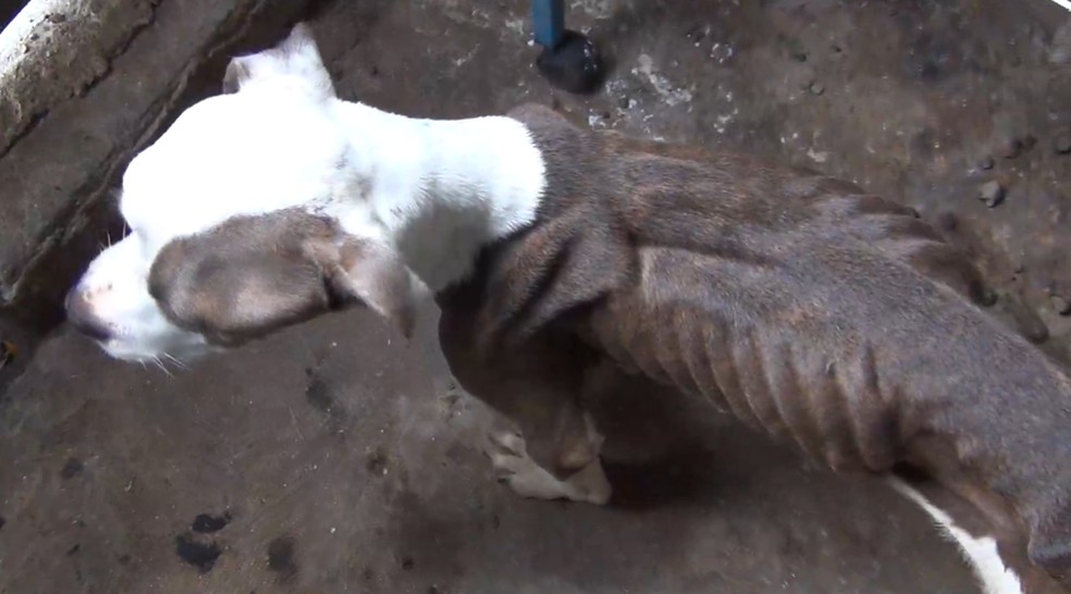 Animais em situação de maus-tratos sforam resgatados em Taubaté — Foto: Divulgação / Polícia Ambiental
