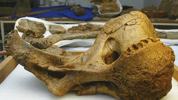Espécie desconhecida de dinossauro gigante é descoberta na Austrália - SWI