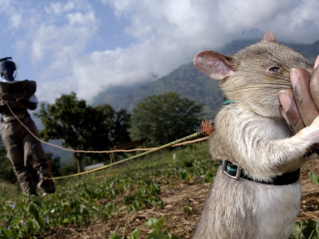 Invasão dos ratos gigantes