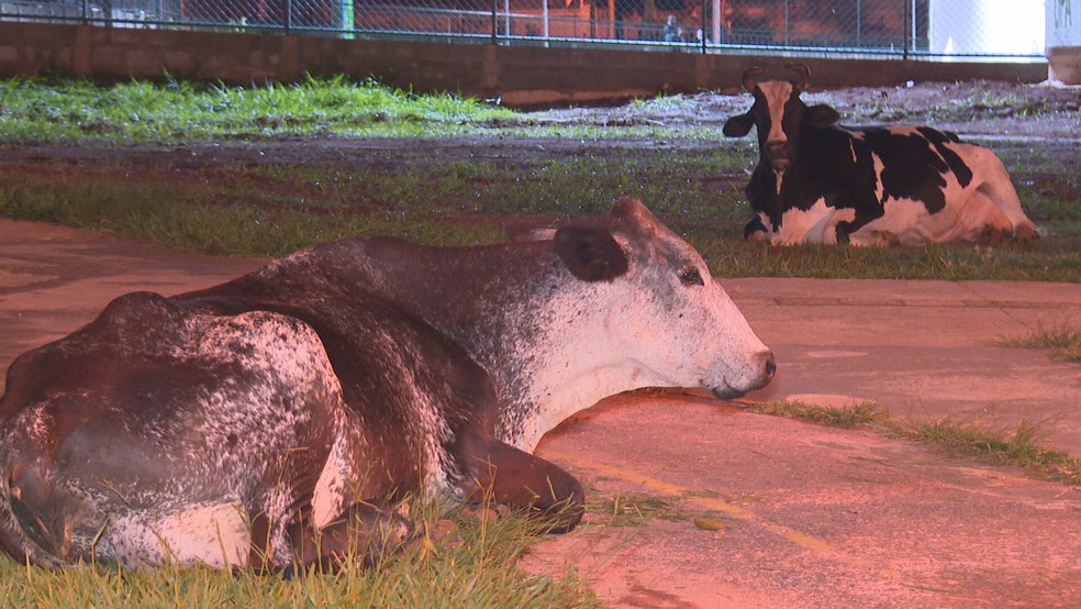 Vacas pastam ao lado de UBS no Paranoá Parque, no DF — Foto: TV Globo/Reprodução