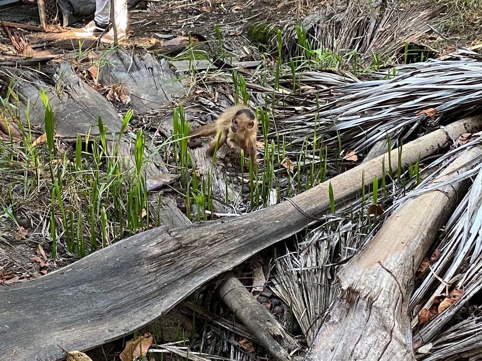 Macaco que 'amolava faca' e 'lavava roupa' é solto na natureza após três meses de reabilitação no Piauí  — Foto: Secretaria de Meio Ambiente de Aroazes - PI