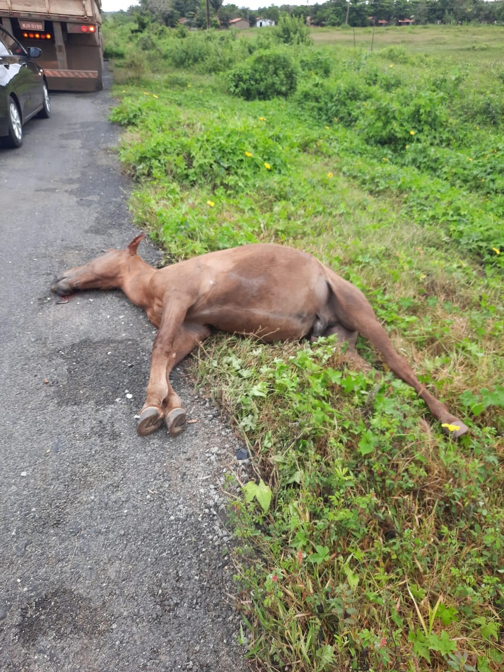 Os dois animais morreram em decorrência do impacto — Foto: Divulgação/Polícia Rodoviária Federal