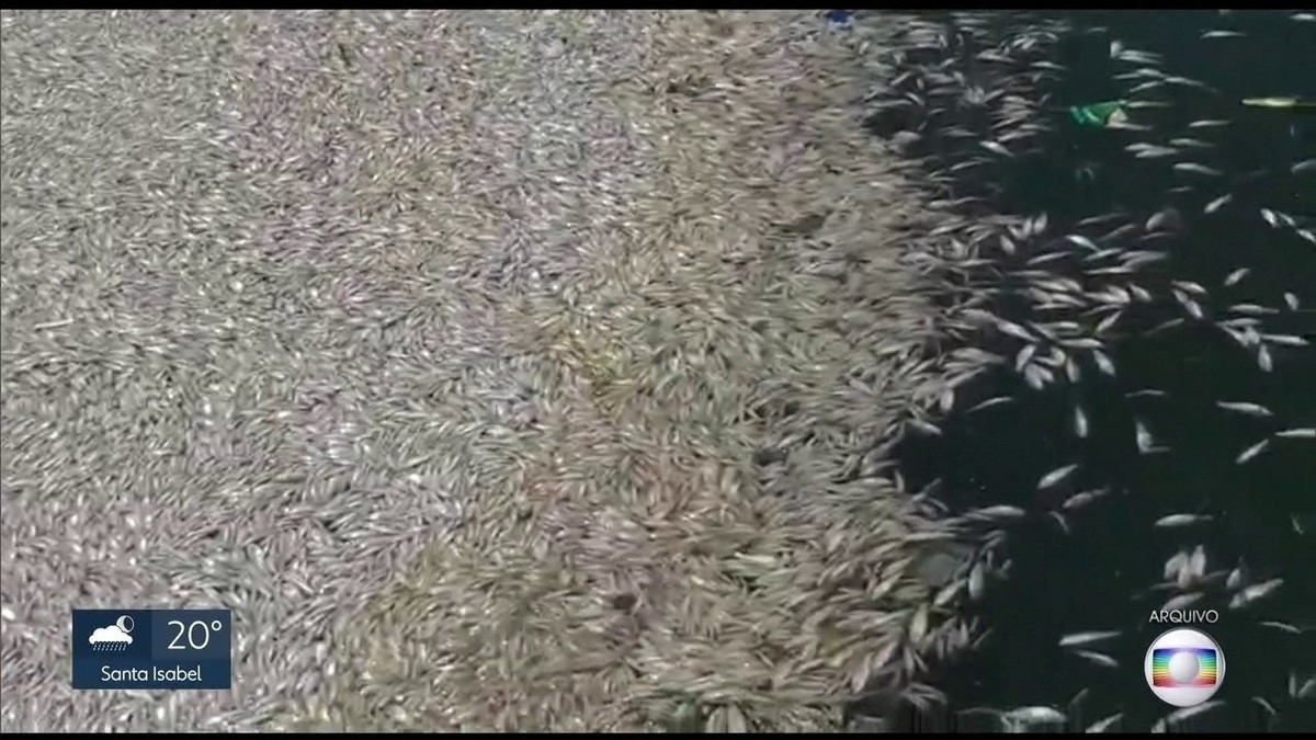 Alta concentração de agrotóxicos na água provocou morte de peixes na Represa Billings, diz relatório