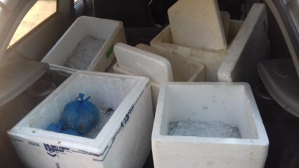 Casal transportava peixes sem comprovação de origem em Panorama — Foto: Polícia Militar Ambiental