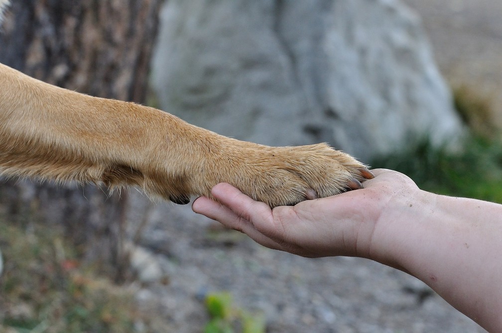 Amizade entre humanos e cães pode estar relacionada aos genes. — Foto: Pezibear/Pixabay 