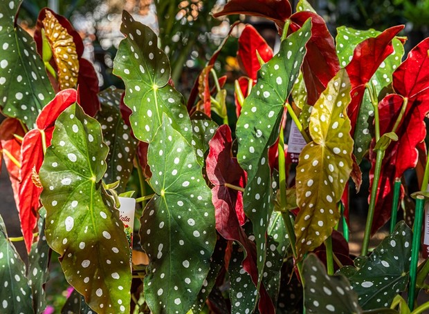 Além de lindas, as folhas da begônia são fundamentais para determinar o estado de saúde da planta (Foto: Império dos Vasos & Flora / Divulgação)