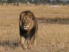 Caçador americano é acusado por morte de leão no Zimbábue 