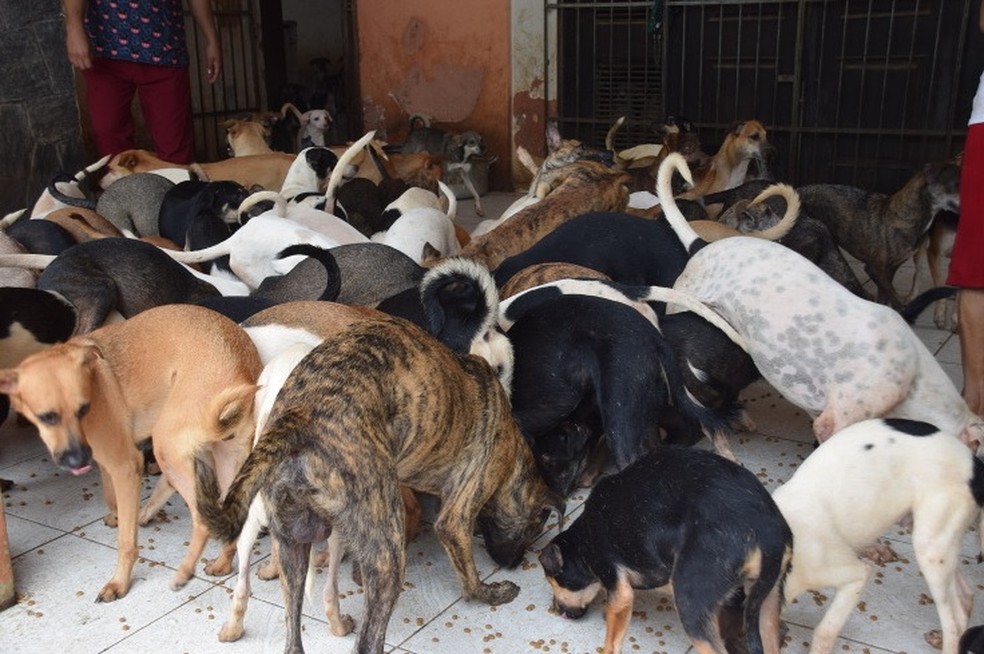Primeira etapa da decisão foi cumprida com a captura e retirada de 15 cachorros — Foto: Divulgação/Ministério Público do Maranhão