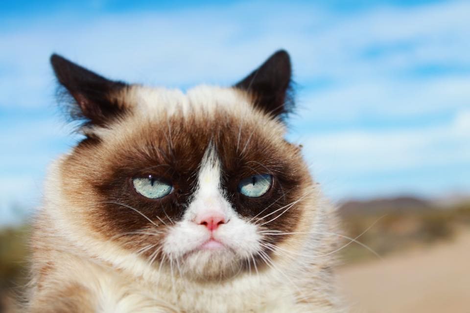 Grumpy Cat  (Foto: Reprodução/Facebook)