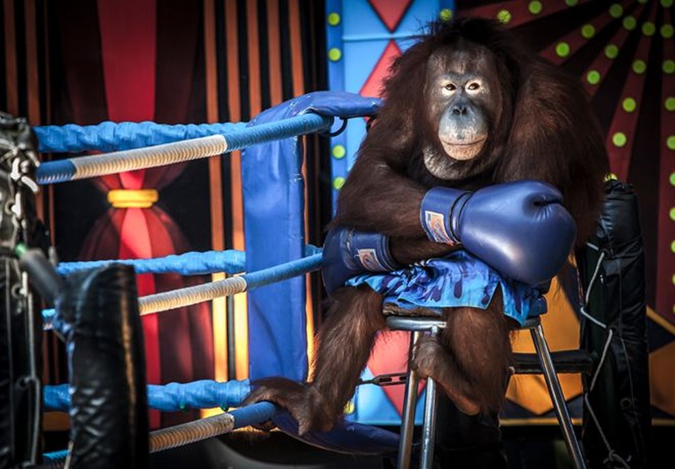Este orangotango, clicado por Aaron Gekoski, estava sendo explorado para uma performance — Foto: AARON GEKOSKI/WPY/BBC