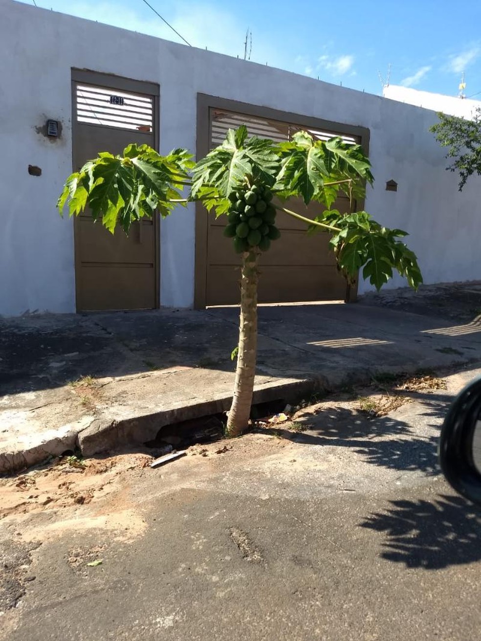 Por Quanto Tempo Um Pé De Mamão Produz