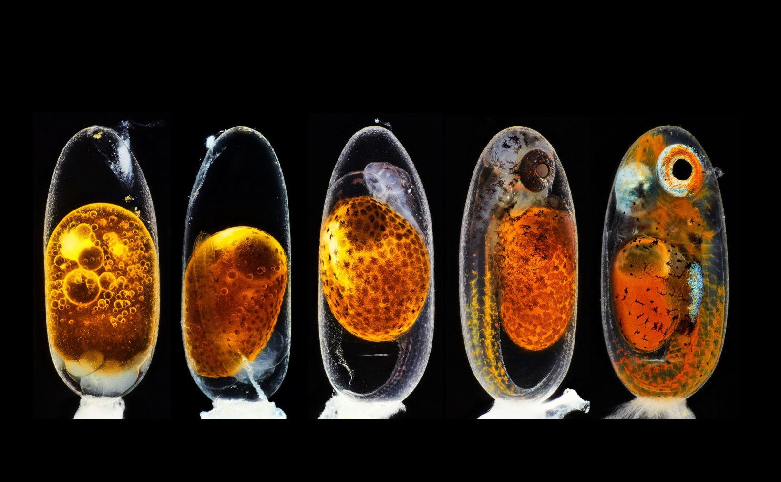 Desenvolvimento embrionário de peixe-palhaço (Foto: Daniel Knop/2020 Photomicrography Competition)