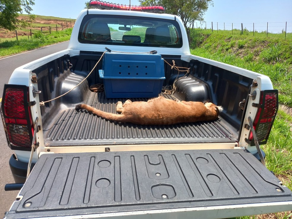 Onça-parda morreu atropelada em estrada vicinal em Álvares Machado (SP) — Foto: Polícia Militar Ambiental