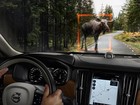 Volvo S90 terá tecnologia autônoma e detecção de animais grandes