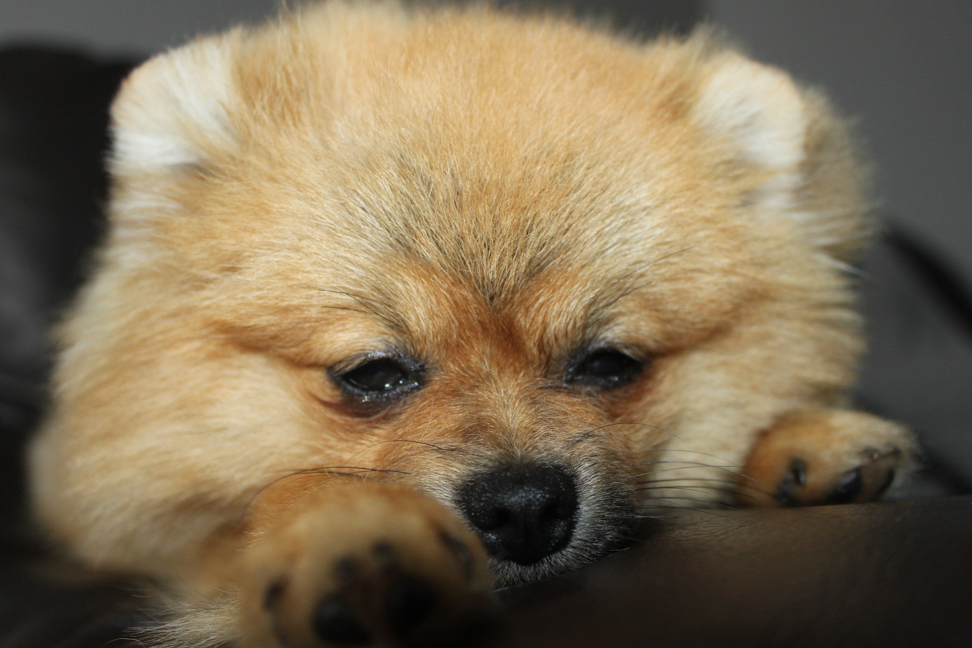 Nos EUA, cães vendidos em pet shop estariam transmitindo bactéria perigosa aos humanos (Foto: Pixabay)