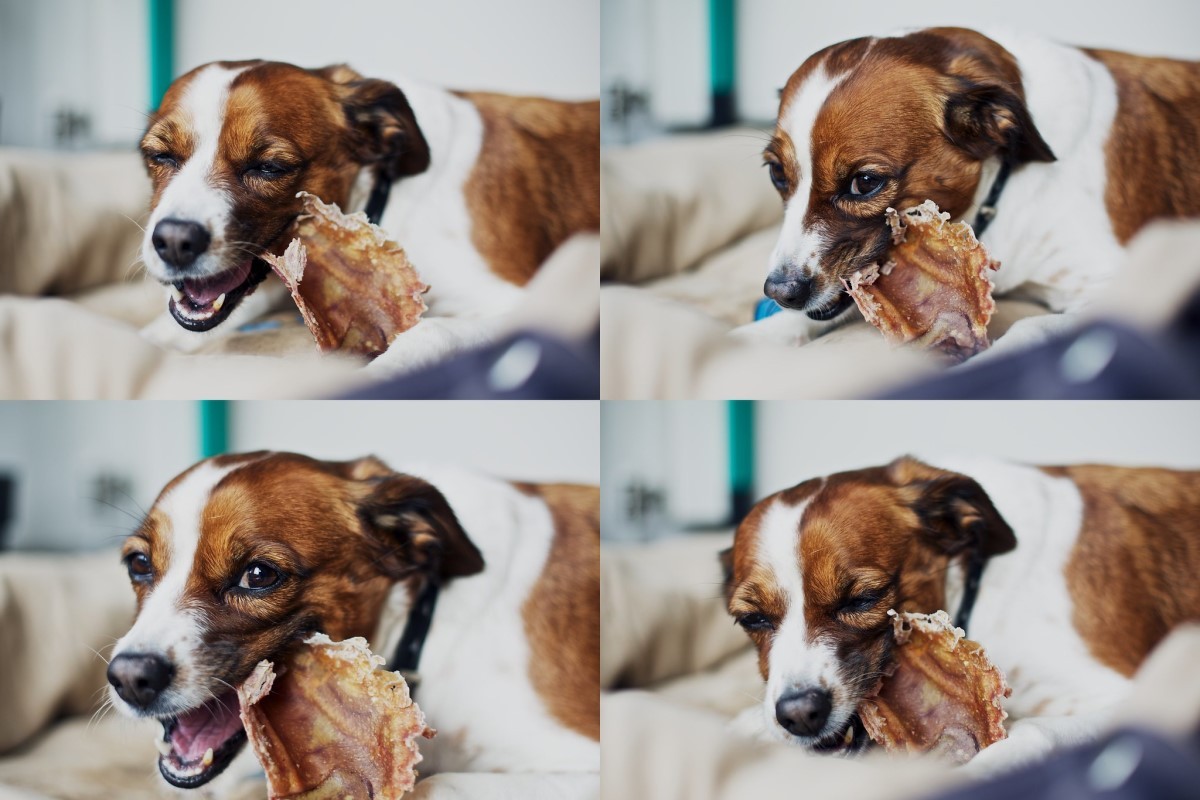 A orelha de porco pode ser uma boa opção de petisco para os cachorros, desde que tenha sido processada de forma adequada (Foto: Flickr/ Ashley Baxter/ CreativeCommons)