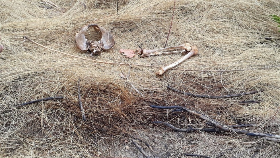 Restos mortais foram localizados por um morador da regiÃ£o que acionou a polÃ­cia. â€” Foto: Arquivo pessoal