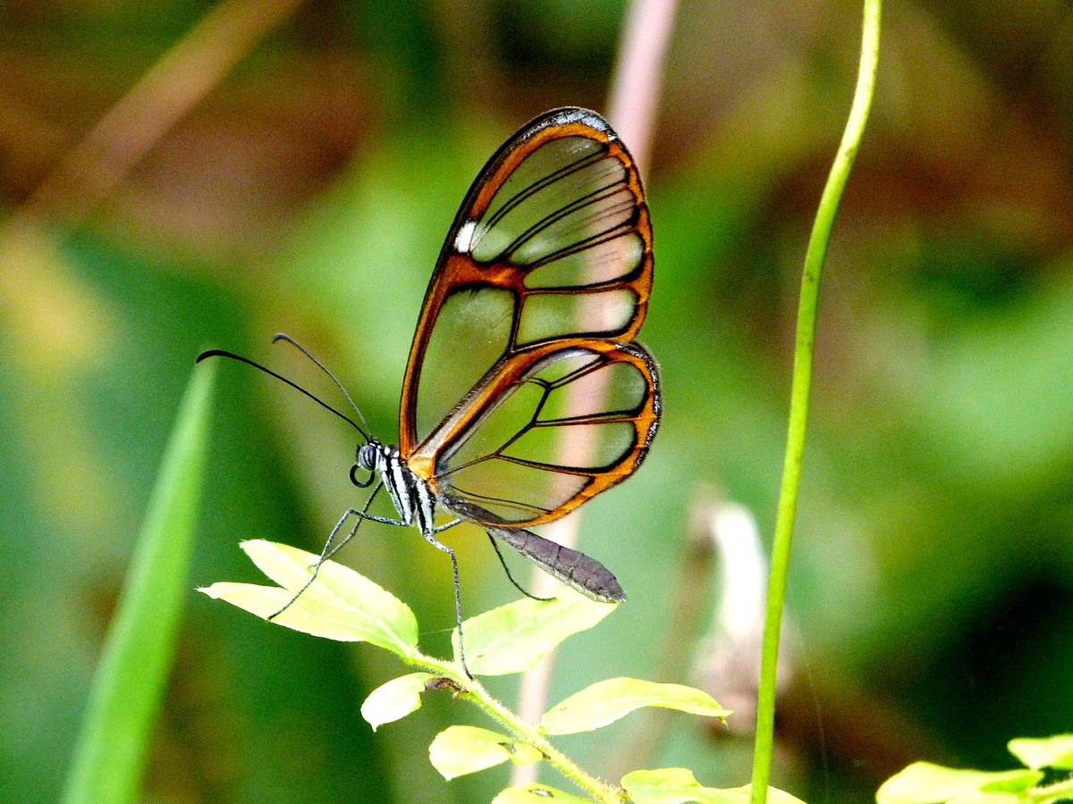 Estudo Quer Descobrir Se Borboleta Famosa Por Ser Venenosa Tambem Pode Hibernar Terra Da Gente G1