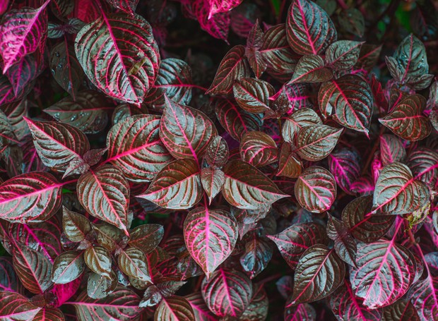 A Iresini herbistii, ou coração-magoado, faz bela presença como forração, tanto em vasos como plantada diretamente no solo  (Foto: Getty Images/iStockphoto)