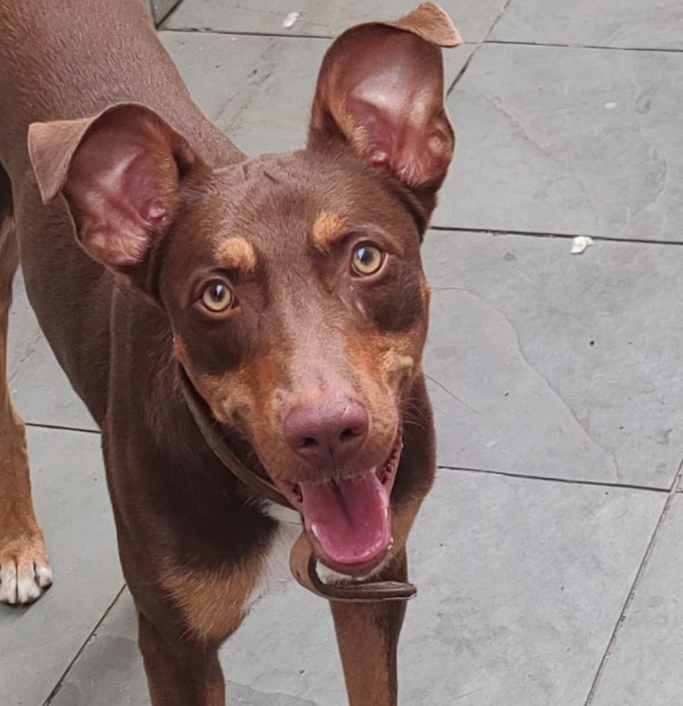 Pitbull ataca vira-lata, e tutor foge sem prestar socorro em SP; assista