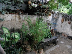 Espaço &#39;Meu Cariri&#39; tem várias plantas do semiárido nordestino (Foto: Artur Lira / G1)