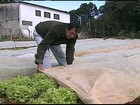 Agricultores do PR se preparam para proteger as plantações do frio