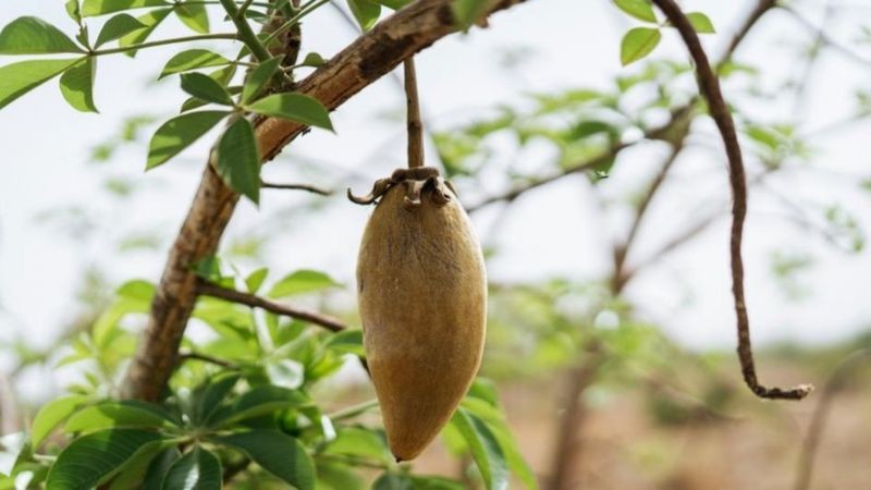 O fruto do baobá seca ao sol durante meses até amadurecer, adquirindo uma coloração marrom (Foto: ADUNA/BBC)