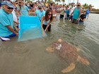 Após 2 meses, tartaruga-cabeçuda é devolvida ao mar na Flórida