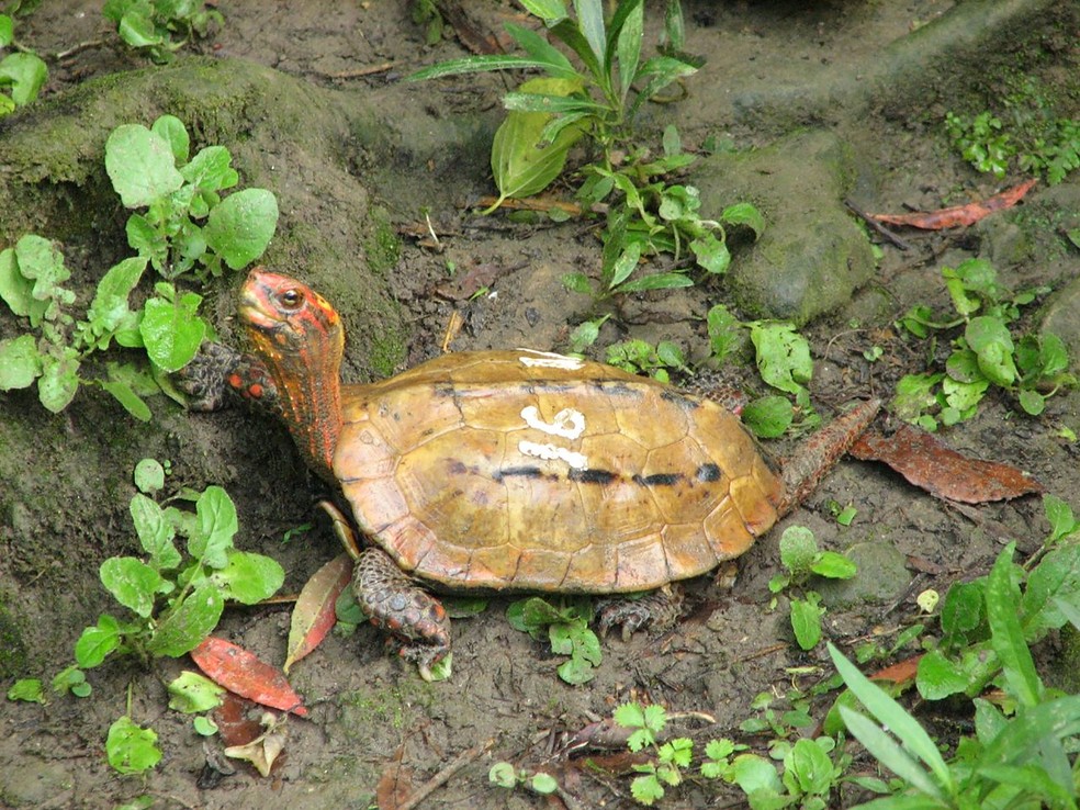 Alguns exemplares da tartaruga-de-folhas-pretas, também conhecida como Ryukyu, desapareceram do zoológico de Okinawa, no Japão — Foto: Handout / Okinawa Zoo & Museum / AFP