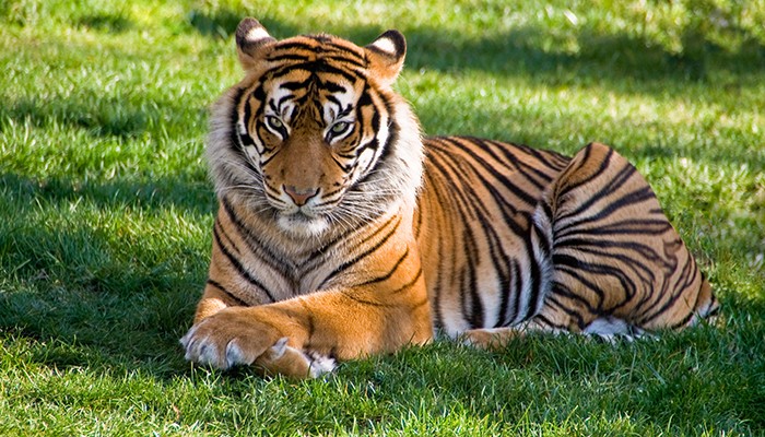 Índia fez campanhas para aumentar a população de tigres no país (Foto: Pexels)