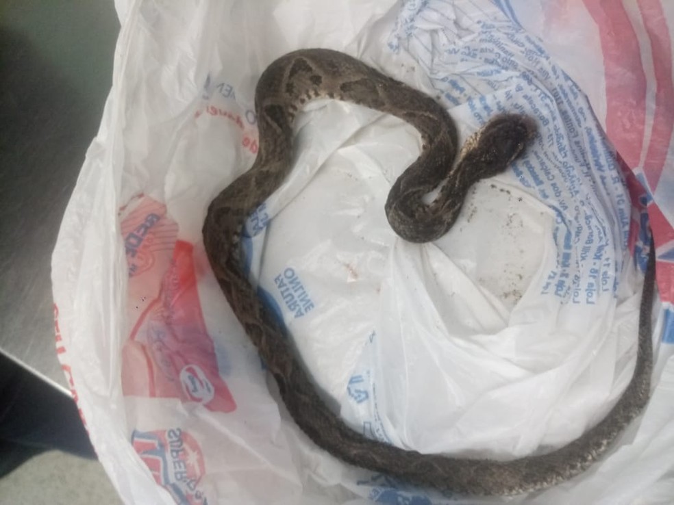 Cobra que picou mulher em CubatÃ£o foi levada para as unidades de saÃºde para ser identificada â Foto: Doralice Ferreira do RosÃ¡rio/Arquivo Pessoal