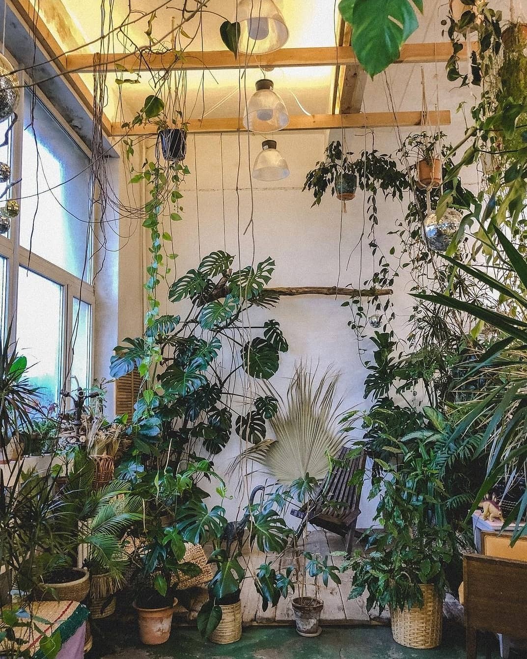 Plantas para ambiente interno: 23 espécies ideais para locais fechados -  Casa e Jardim | Paisagismo