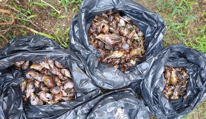 Cerca de 12 quilos de caramujos africanos são coletados em Mogi